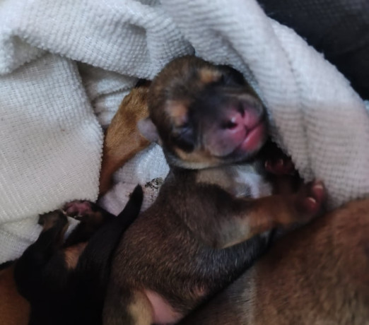 pinscher-porte-pequeno-itaim-paulista-venda-de-f-melhor-oferta-sao-paulo-entrega-imediata-big-1