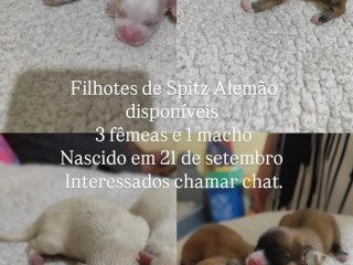 disponivel-sao-paulo-conservado