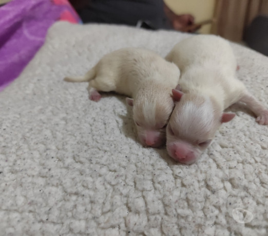 disponivel-sao-paulo-conservado-big-1