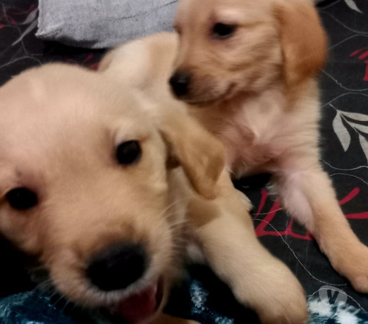 excelente-sao-paulo-localizacao-privilegiada-garantia-big-1