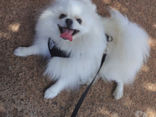 semi-novo-sao-paulo-otima-oportunidade