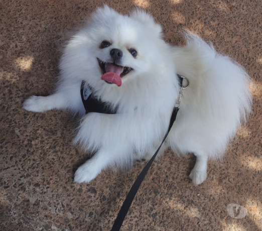 semi-novo-sao-paulo-otima-oportunidade-big-0