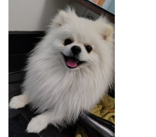 semi-novo-sao-paulo-otima-oportunidade-big-1