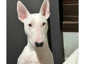 cadela-bull-terrier-canoas-rs-venda-de-filhotes-de-qualidade-em-rio-grande-negociavel-small-0