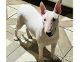 cadela-bull-terrier-canoas-rs-venda-de-filhotes-de-qualidade-em-rio-grande-negociavel-small-1