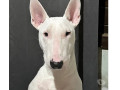 cadela-bull-terrier-canoas-rs-venda-de-filhotes-de-qualidade-em-rio-grande-negociavel-small-2