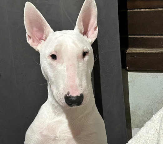 cadela-bull-terrier-canoas-rs-venda-de-filhotes-de-qualidade-em-rio-grande-negociavel-big-0