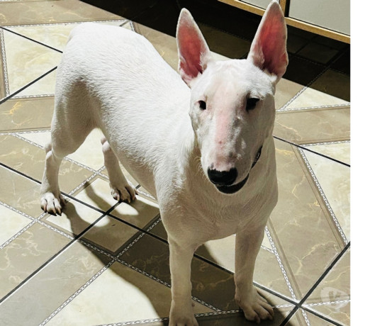 cadela-bull-terrier-canoas-rs-venda-de-filhotes-de-qualidade-em-rio-grande-negociavel-big-1