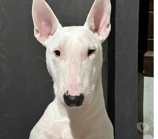 cadela-bull-terrier-canoas-rs-venda-de-filhotes-de-qualidade-em-rio-grande-negociavel-big-2