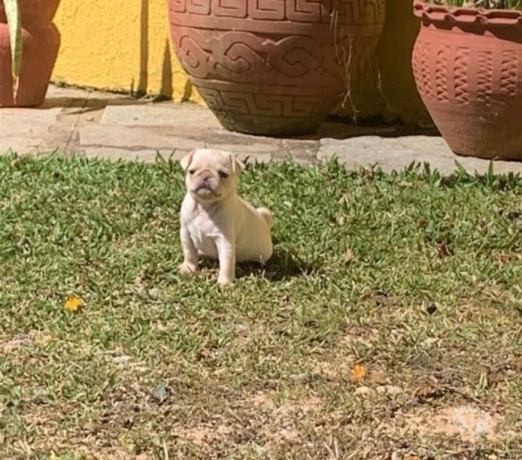 filhotes-de-pug-macho-branco-e-preto-colegio-ven-de-qualidade-em-rio-de-r-150000-r-150000-big-0