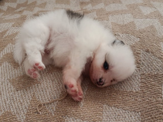 lulu-pomerania-ana-femea-tenho-3-campo-grande-ve-premium-em-sao-paulo