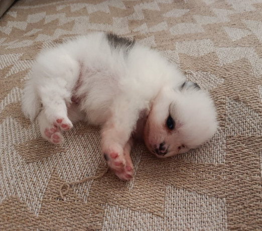 lulu-pomerania-ana-femea-tenho-3-campo-grande-ve-premium-em-sao-paulo-big-0