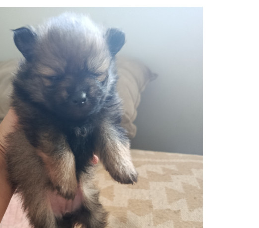 lulu-pomerania-ana-femea-tenho-3-campo-grande-ve-premium-em-sao-paulo-big-2