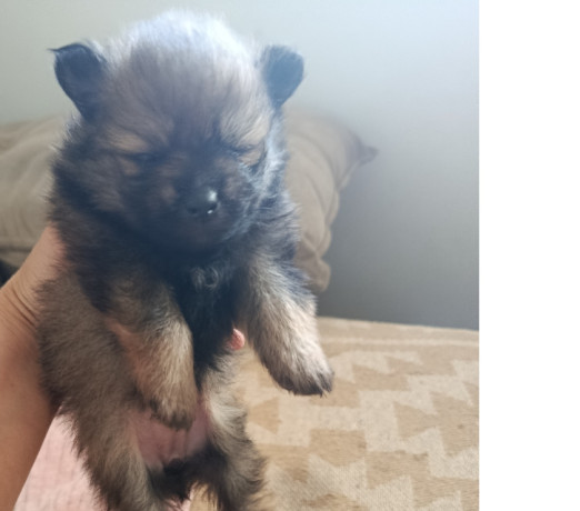 lulu-pomerania-ana-femea-tenho-3-campo-grande-ve-premium-em-sao-paulo-big-4