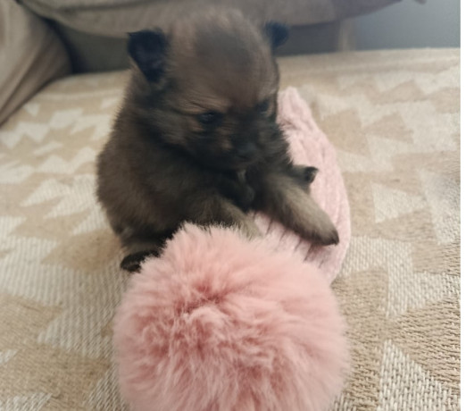 lulu-pomerania-ana-femea-tenho-3-campo-grande-ve-premium-em-sao-paulo-big-1