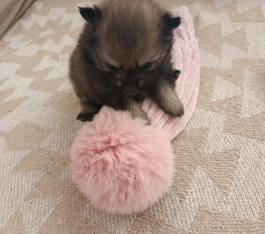 lulu-pomerania-ana-femea-tenho-3-campo-grande-ve-premium-em-sao-paulo-big-3