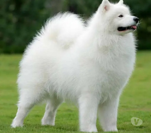 filhote-de-samoieda-morumbi-venda-de-filhotes-sao-paulo-oportunidade-unica-big-0