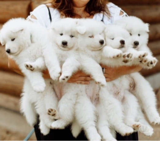 filhote-de-samoieda-morumbi-venda-de-filhotes-sao-paulo-oportunidade-unica-big-2