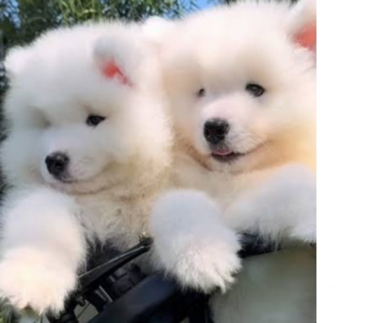filhote-de-samoieda-morumbi-venda-de-filhotes-sao-paulo-oportunidade-unica-big-1