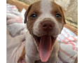 vendo-filhote-pitbull-campo-limpo-venda-de-filho-premium-em-sao-paulo-small-0