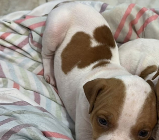 vendo-filhote-pitbull-campo-limpo-venda-de-filho-premium-em-sao-paulo-big-1