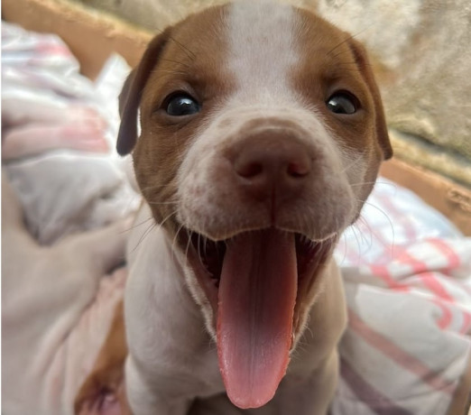 vendo-filhote-pitbull-campo-limpo-venda-de-filho-premium-em-sao-paulo-big-0