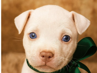 filhotes-de-american-bully-tatuape-venda-de-filh-em-sao-paulo-melhor-preco-da-regiao-com-condicoes-especiais-r-200000-r-200000