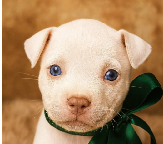 filhotes-de-american-bully-tatuape-venda-de-filh-em-sao-paulo-melhor-preco-da-regiao-com-condicoes-especiais-r-200000-r-200000-big-0