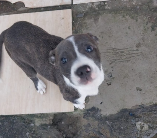 filhote-de-putbull-alvorada-sul-rs-venda-de-filh-em-rio-grande-entrega-rapida-e-garantia-de-satisfacao-oportunidade-unica-big-1