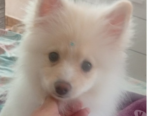 spirts-alemao-lulu-da-pomerania-vila-prudente-ve-sao-paulo-oportunidade-unica