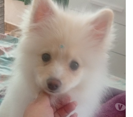 spirts-alemao-lulu-da-pomerania-vila-prudente-ve-sao-paulo-oportunidade-unica-big-0