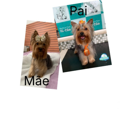 yorkshire-macho-sao-jose-dos-campos-sp-venda-de-premium-em-sao-paulo-big-0