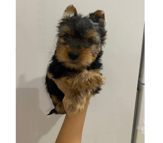 yorkshire-macho-sao-jose-dos-campos-sp-venda-de-premium-em-sao-paulo-big-3