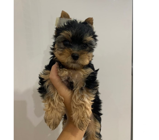 yorkshire-macho-sao-jose-dos-campos-sp-venda-de-premium-em-sao-paulo-big-2