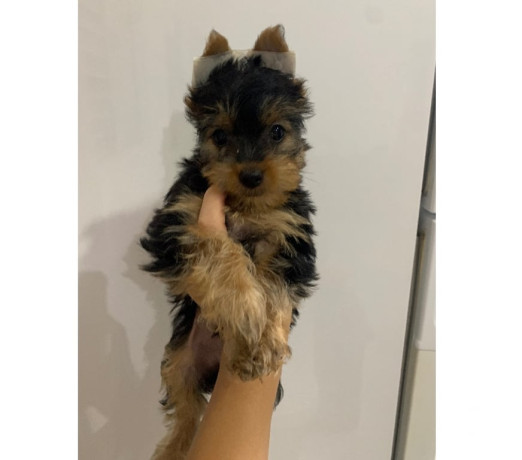 yorkshire-macho-sao-jose-dos-campos-sp-venda-de-premium-em-sao-paulo-big-1