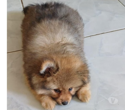 filhotes-de-lulu-da-pomerania-niteroi-rj-venda-d-rio-de-oportunidade-unica-big-0
