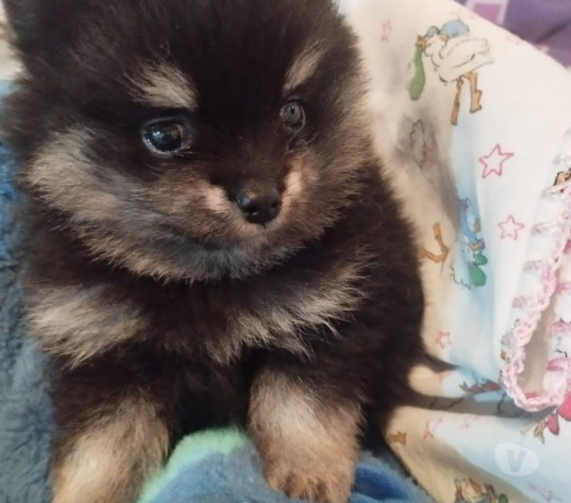 lulu-da-pomerania-novo-hamburgo-rs-venda-de-filh-premium-em-rio-grande-r-80000-r-80000-negociavel-big-3