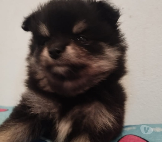 lulu-da-pomerania-novo-hamburgo-rs-venda-de-filh-premium-em-rio-grande-r-80000-r-80000-negociavel-big-0