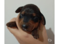 filhotes-raca-pura-de-dachshund-basset-salsichicha-rio-de-oportunidade-unica-small-3