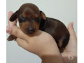 filhotes-raca-pura-de-dachshund-basset-salsichicha-rio-de-oportunidade-unica-small-1