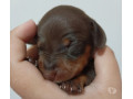 filhotes-raca-pura-de-dachshund-basset-salsichicha-rio-de-oportunidade-unica-small-4