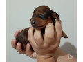 filhotes-raca-pura-de-dachshund-basset-salsichicha-rio-de-oportunidade-unica-small-2