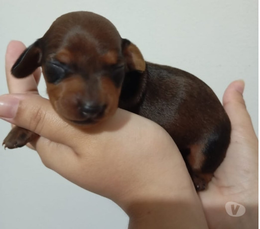 filhotes-raca-pura-de-dachshund-basset-salsichicha-rio-de-oportunidade-unica-big-1