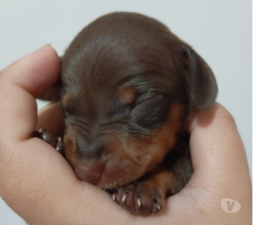 filhotes-raca-pura-de-dachshund-basset-salsichicha-rio-de-oportunidade-unica-big-4