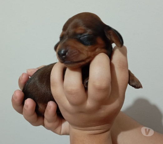 filhotes-raca-pura-de-dachshund-basset-salsichicha-rio-de-oportunidade-unica-big-2