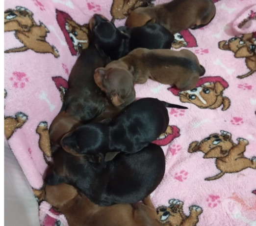 filhotes-raca-pura-de-dachshund-basset-salsichicha-rio-de-oportunidade-unica-big-0