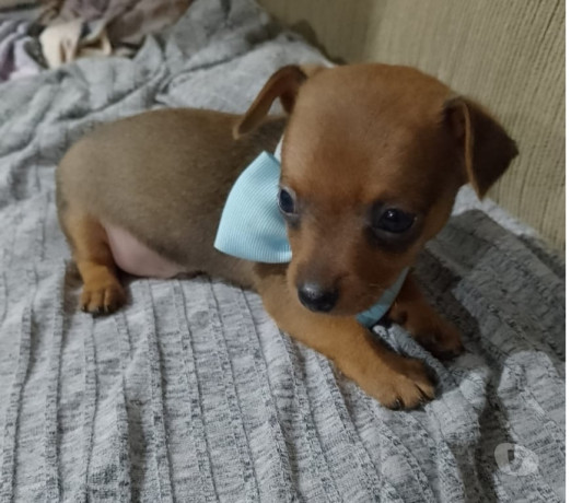 excelente-minas-geraisleopoldina-ponto-estrategico-privilegiada-em-minas-geraisleopoldina-negociavel-big-1