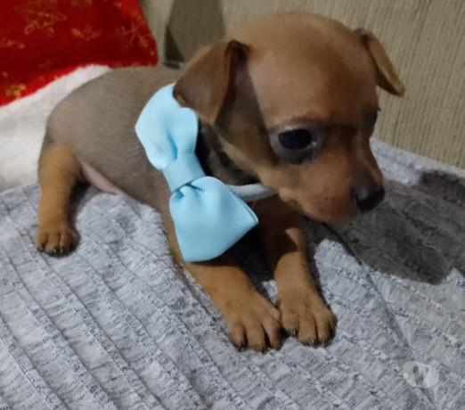 excelente-minas-geraisleopoldina-ponto-estrategico-privilegiada-em-minas-geraisleopoldina-negociavel-big-0