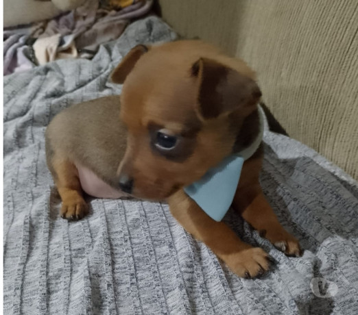 excelente-minas-geraisleopoldina-ponto-estrategico-privilegiada-em-minas-geraisleopoldina-negociavel-big-2