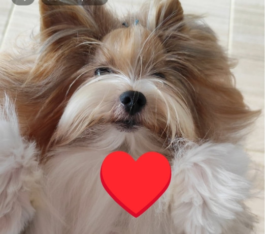 filhote-de-biewer-terrier-e-golddust-yorkshire-ter-premium-em-espirito-santoalto-em-espirito-santoalto-garantia-big-3